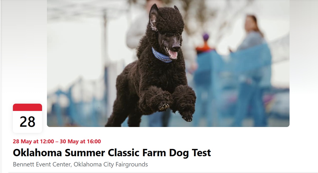 oksummerclassicdogtest